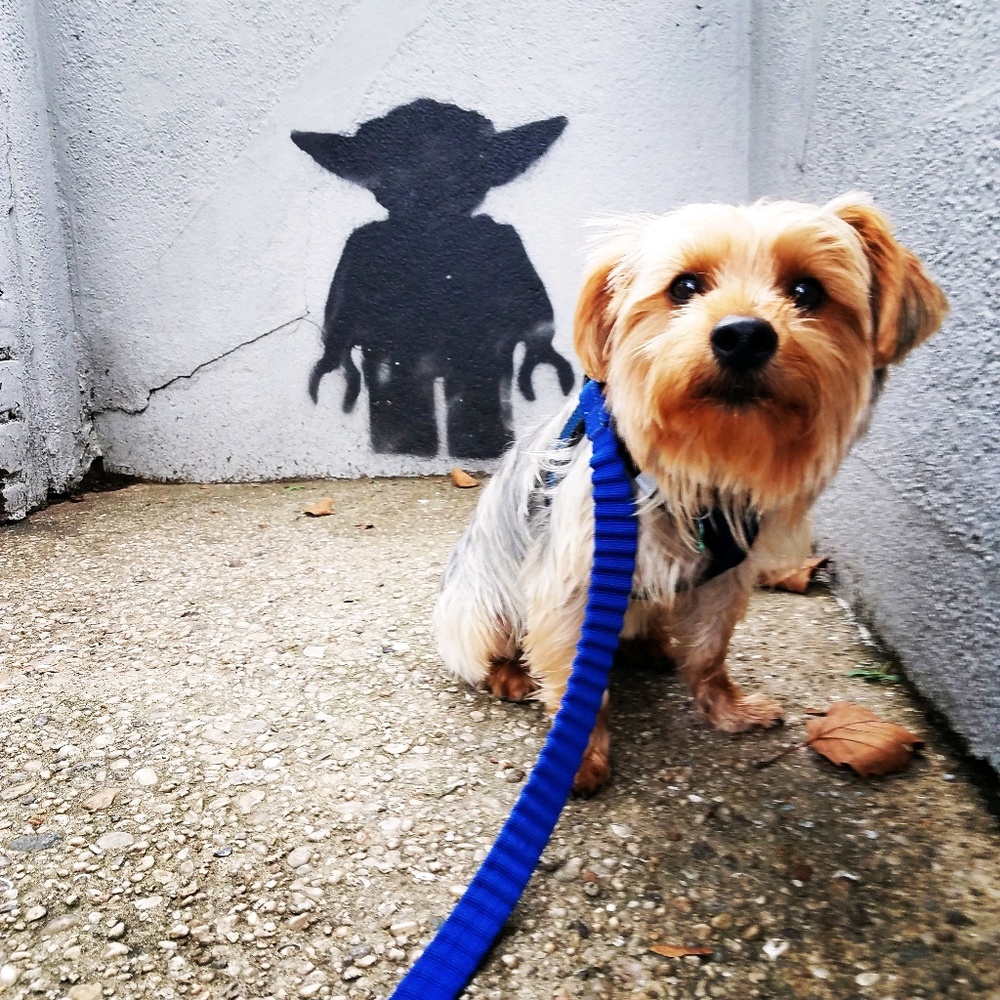 Meet your Posher, Michael